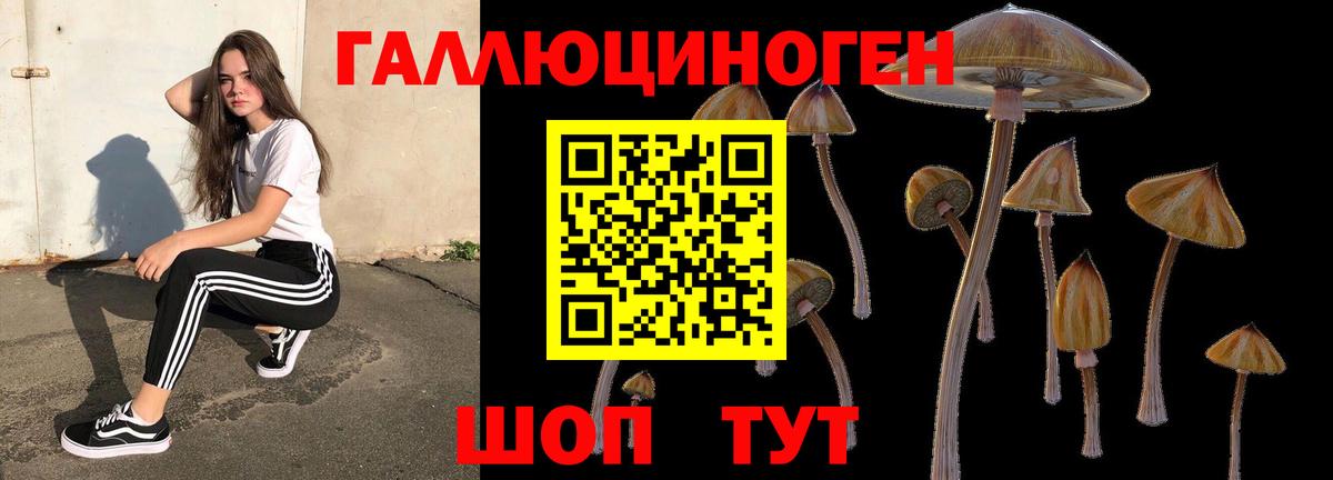 Псилоцибиновые грибы Psilocybine cubensis Кызыл
